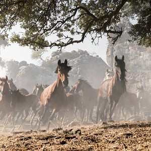 Bilder Ostwind 4 - Aris Ankunft