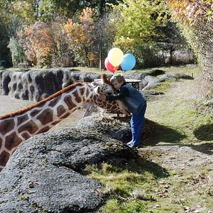 Bilder Mein Freund, die Giraffe