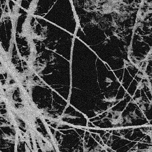 Bilder Com o Terceiro Olho na Terra da Profanação