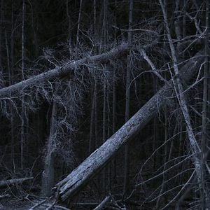 Bilder Rūgštus Miškas