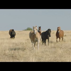 Bilder Immenhof - Das Abenteuer eines Sommers