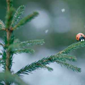 Bilder Die Winzlinge - Abenteuer in der Karibik