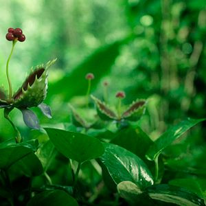 Bilder Die Winzlinge - Abenteuer in der Karibik