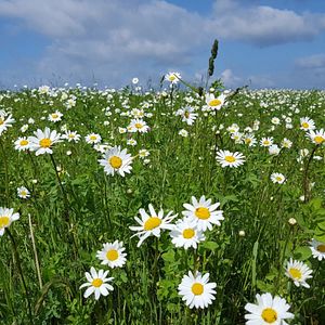 Bilder Die Wiese - Ein Paradies nebenan