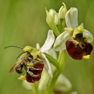 Bilder Die Wiese - Ein Paradies nebenan