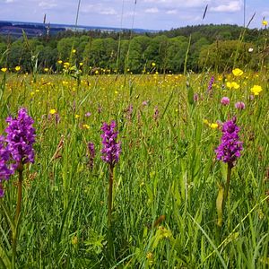 Bilder Die Wiese - Ein Paradies nebenan