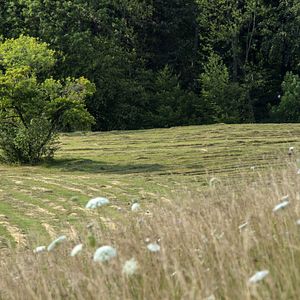 Bilder Die Wiese - Ein Paradies nebenan