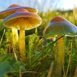 Bilder Die Wiese - Ein Paradies nebenan