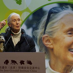 Bilder The Wild Immersion