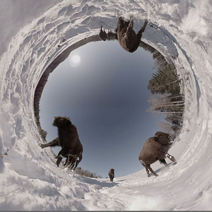 Bilder The Wild Immersion