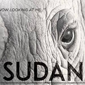 Bilder Sudan: The Last Male Standing