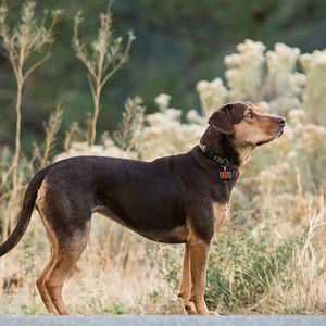 Bilder Die unglaublichen Abenteuer von Bella