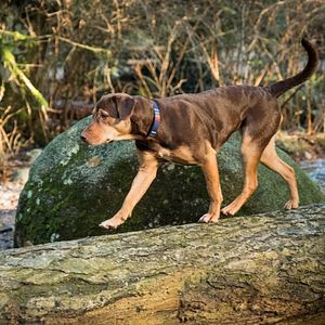 Bilder Die unglaublichen Abenteuer von Bella