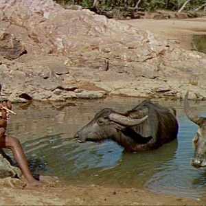 Bilder Dschungelsaga