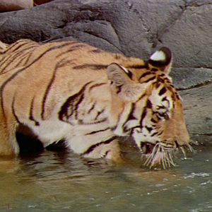 Bilder Dschungelsaga