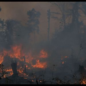 Bilder Die grüne Lüge