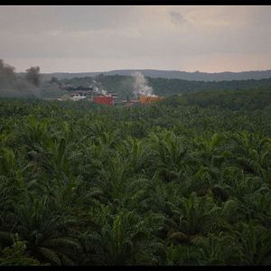 Bilder Die grüne Lüge