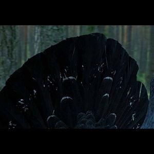 Bilder The Ancient Woods