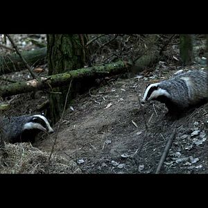 Bilder The Ancient Woods