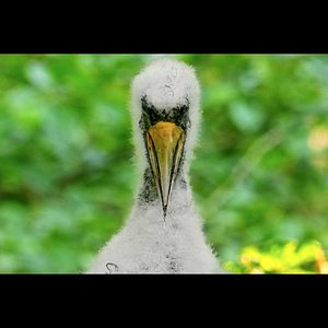 Bilder The Ancient Woods