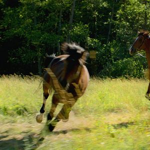 Bilder Pferde stehlen