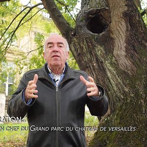 Bilder Les Arbres Remarquables, Un Patrimoine À Protéger