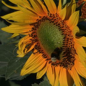 Bilder Pour Ernestine