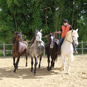 Bilder Peter Pfister - der Pferdemann