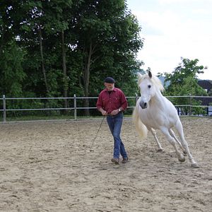 Bilder Peter Pfister - der Pferdemann