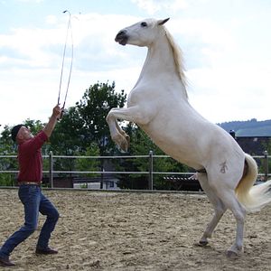 Bilder Peter Pfister - der Pferdemann