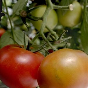 Bilder Êtres Vivants