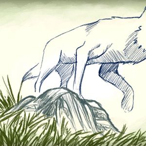 Bilder Loups Tendres Et Loufoques