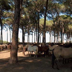 Bilder Magie der Wildpferde