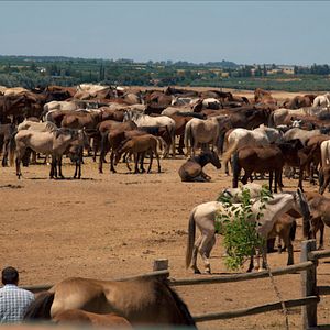Bilder Magie der Wildpferde