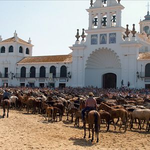 Bilder Magie der Wildpferde