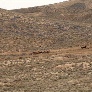 Bilder Magie der Wildpferde