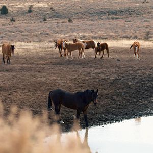 Bilder Magie der Wildpferde