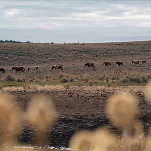 Bilder Magie der Wildpferde