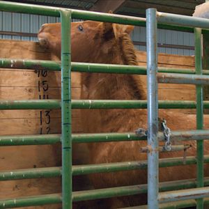 Bilder Magie der Wildpferde