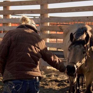 Bilder Magie der Wildpferde