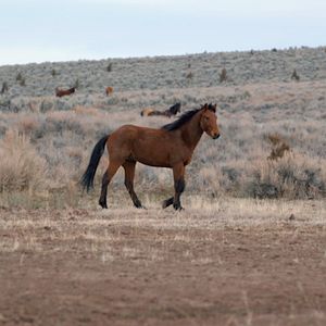 Bilder Magie der Wildpferde