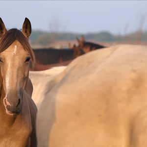 Bilder Magie der Wildpferde