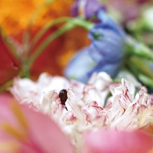 Bilder Grand Bouquet