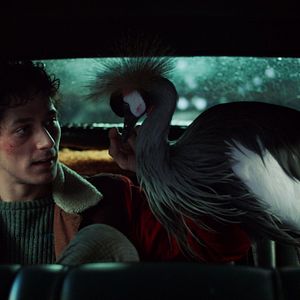 Bilder O Beautiful Night