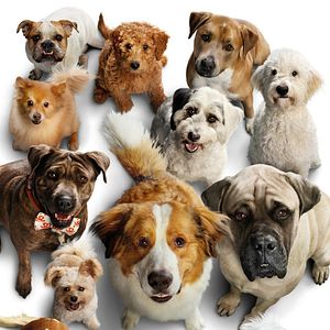 Bilder Bailey - Ein Hund kehrt zurück