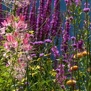 Bilder Le Jardin Des Cimes - Une Enclave En Altitude