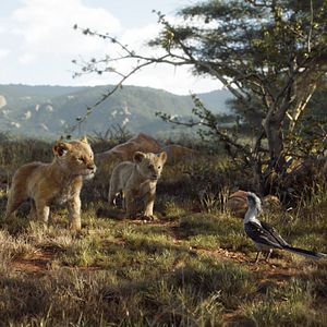 Bilder Der König der Löwen