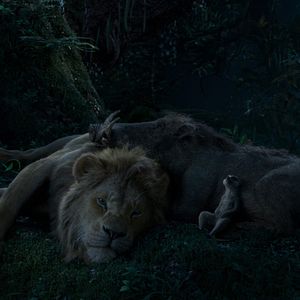 Bilder Der König der Löwen