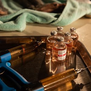 Bilder The Hot Zone - Tödliches Virus