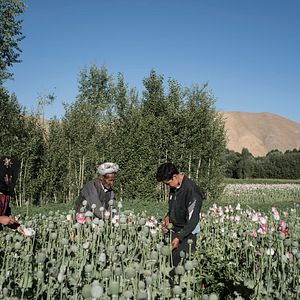 Bilder Heart of Stone